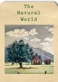 James Lewicki artwork - The Natural World